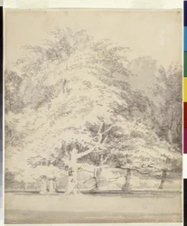 Beukenbomen