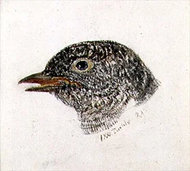Koekoek, uit The Farnley Book of Birds, c.1816