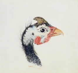 Parelhoen, uit The Farnley Book of Birds, ca. 1816