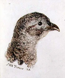 Hen Fazant, uit Het Farnley Boek van Vogels, c.1816