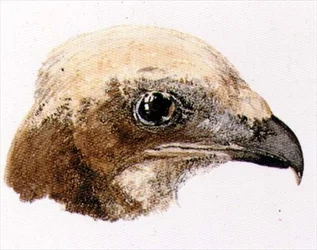 Bruine kiekendief, uit The Farnley Book of Birds, circa 1816