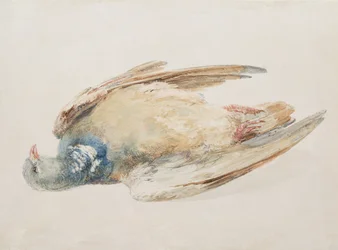 Duif, uit The Farnley Book of Birds, ca. 1816