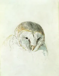 Witte Kerkuil, uit Het Farnley Boek van Vogels