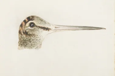 Houtsnip, uit The Farnley Book of Birds, ca. 1816