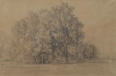 Berkengroep in het park van kasteel Seebenstein in Neder-Oostenrijk