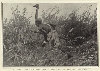 Inboorlingen besluipen Hartebeeste in Zuid-Afrika, resultaat, een goede vangst