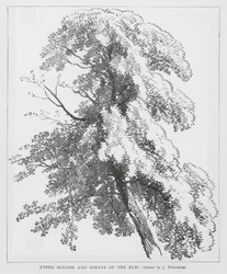 Bovenste Takken en Sprays van de Iep