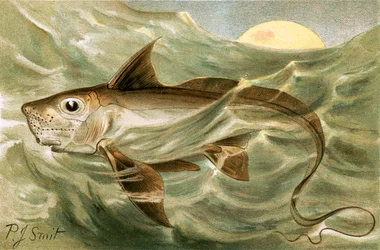 Chimaera