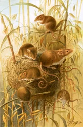 Oogstmuis