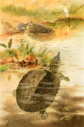 Zachte rivierschildpadden