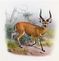 De Breedhoornige Antilope, uit 