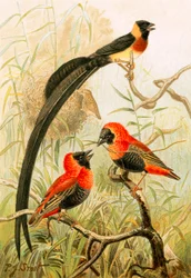 Wevervogels
