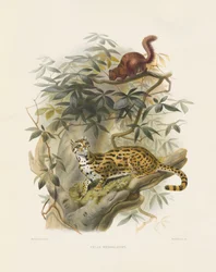Bengaalse kat (Felis bengalensis)