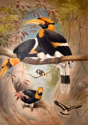 Holhoornige neushoornvogel, 1861