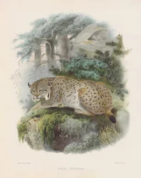 Amerikaanse lynx (Felis cervaria)