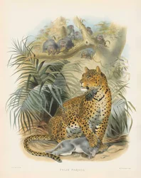 Luipaard (Felis pardus)