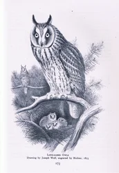 Ransuil, Natuur in Groot-Brittannië uitgegeven door Collins, 1946