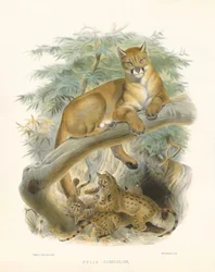Bergleeuw of poema (Felis concolor)