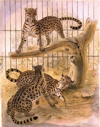 Ocelotten in een kooi