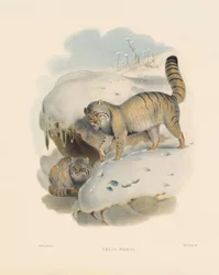 Pallas kat (Felis manul)