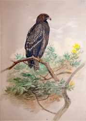 Gevlekte Adelaar (Aquila clanga), 1856-67