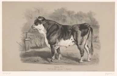 Stier in een weiland