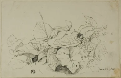 Klomp bladeren en bloemen