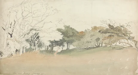 Bomen bij Hastings
