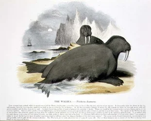 De walrus (Trichecus rosmarus) educatieve illustratie uitgegeven door de Society for Promoting Christian Knowledge