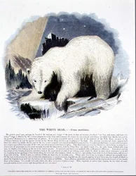 De witte beer (Ursus maritimus) educatieve illustratie uitgegeven door de Society for Promoting Christian Knowledge