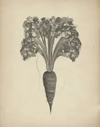 Botanische tekening van een wortel