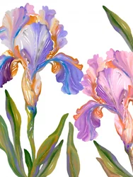 Kleurrijke irissen in bloei