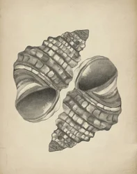 Gedetailleerde spiraalvormige schelpen