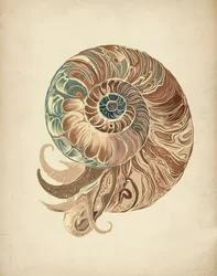 Elegante nautilusschelp