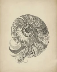 Ingewikkelde nautilusspiraal