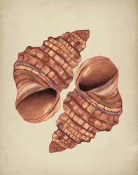 Twee schelpen