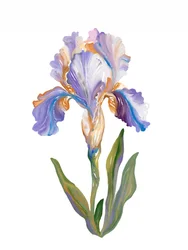 Levendige, schilderachtige iris