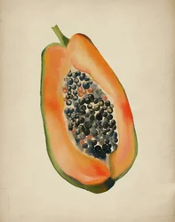 Levendige papaja (halve)