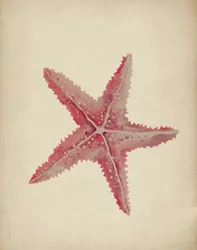 Vintage roze zeester