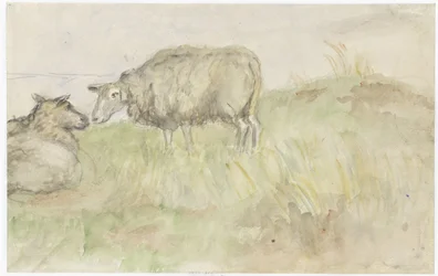 Twee schapen