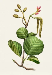 Botanisch onderzoek naar de els