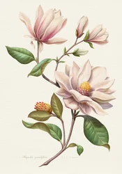 Bloeiende magnolia’s