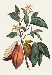 De cacaoplant