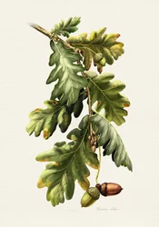 Botanische eikels