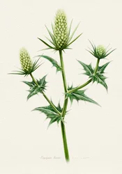 Botanische zeedistel