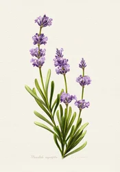 Elegante lavendel, botanisch