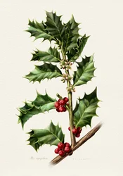 Feestelijke hulstbessen