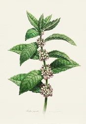 Bloeiende munt (botanisch)