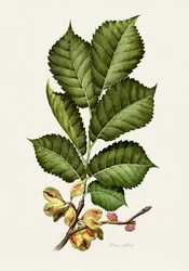 Botanische studie van de verse iep