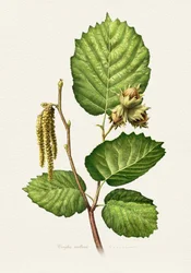 Hazelnoottak - Botanisch